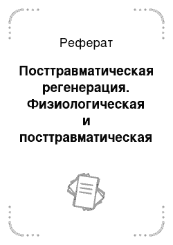 Реферат: Посттравматическая регенерация. Физиологическая и посттравматическая регенерация костной ткани