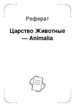 Реферат: Царство Животные — Animalia