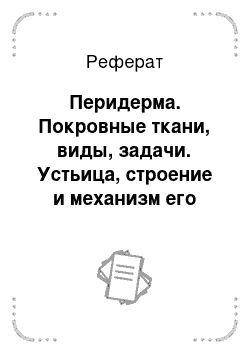 Реферат: Перидерма. Покровные ткани, виды, задачи. Устьица, строение и механизм его работы. Трихомы, типы и функции