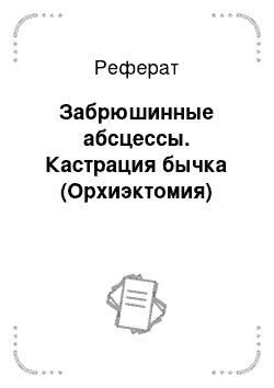 Реферат: Забрюшинные абсцессы. Кастрация бычка (Орхиэктомия)