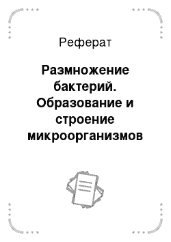 Реферат: Размножение бактерий. Образование и строение микроорганизмов