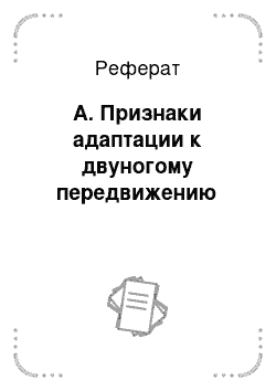 Реферат: А. Признаки адаптации к двуногому передвижению