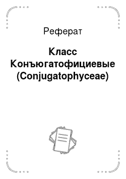 Реферат: Класс Конъюгатофициевые (Conjugatophyceae)