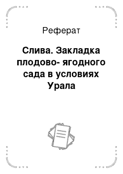 Реферат: Слива. Закладка плодово-ягодного сада в условиях Урала