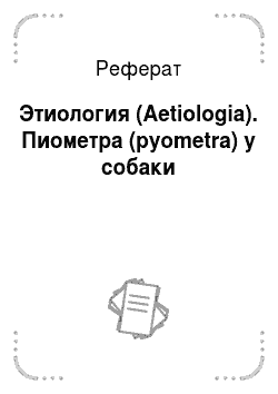 Реферат: Этиология (Aetiologia). Пиометра (pyometra) у собаки