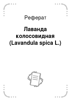 Реферат: Лаванда колосовидная (Lavandula spica L.)