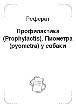 Реферат: Профилактика (Prophylactis). Пиометра (pyometra) у собаки