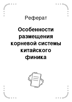 Реферат: Особенности размещения корневой системы китайского финика