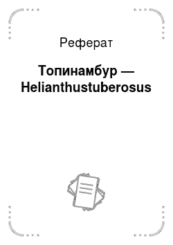 Реферат: Топинамбур — Helianthustuberosus
