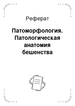 Реферат: Патоморфология. Патологическая анатомия бешенства