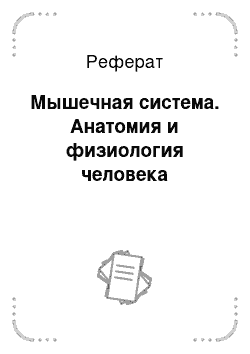 Реферат: Мышечная система. Анатомия и физиология человека