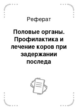 Реферат: Половые органы. Профилактика и лечение коров при задержании последа