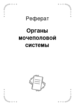 Реферат: Органы мочеполовой системы