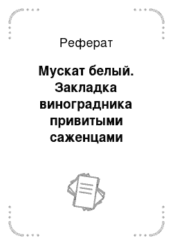 Реферат: Мускат белый. Закладка виноградника привитыми саженцами