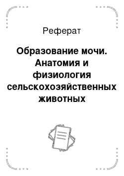 Реферат: Образование мочи. Анатомия и физиология сельскохозяйственных животных