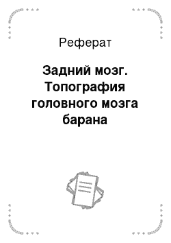 Реферат: Задний мозг. Топография головного мозга барана