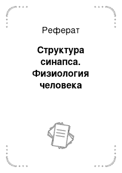 Реферат: Структура синапса. Физиология человека