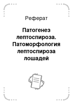 Реферат: Патогенез лептоспироза. Патоморфология лептоспироза лошадей