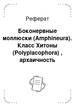 Реферат: Боконервные моллюски (Amphineura). Класс Хитоны (Polyplacophora) , архаичность строения. В чем сходство с ними Бороздчатобрюхих и моноплакофор?