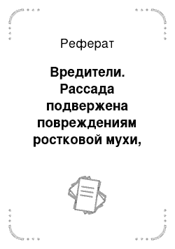 Реферат: Вредители. Рассада подвержена повреждениям ростковой мухи, паутинного клеща, тли, белокрылки