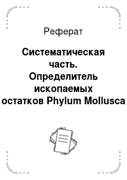 Реферат: Систематическая часть. Определитель ископаемых остатков Phylum Mollusca