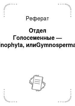 Реферат: Отдел Голосеменные — Pinophyta, илиGymnospermae