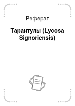 Реферат: Тарантулы (Lycosa Signoriensis)