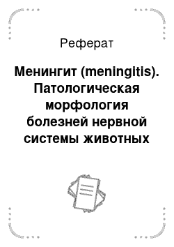 Реферат: Менингит (meningitis). Патологическая морфология болезней нервной системы животных