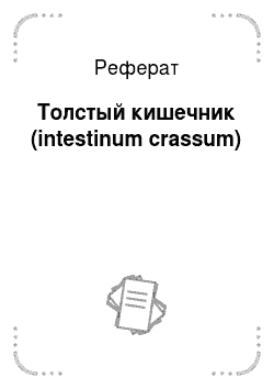 Реферат: Толстый кишечник (intestinum crаssum)