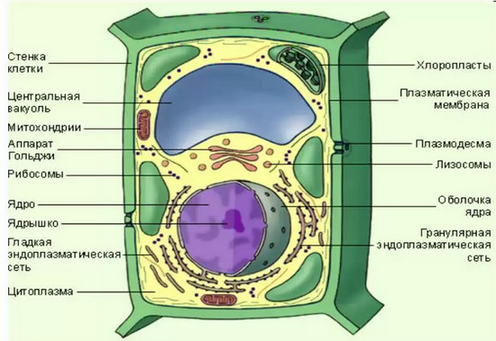 строение клетки растений, строение растительной клетки