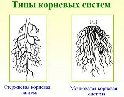 строение корня растения